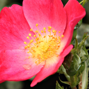 Kупить В Интернет-Магазине - Poзa Рифт™ - розовая - Почвопокровная роза  - роза со среднеинтенсивным запахом - Могенс Ниегаард Олесен - Персиково-розовые цветы с запахом шиповника подходят для бордюров клумб. После отцветания осенью на кусте появлятся плоды.